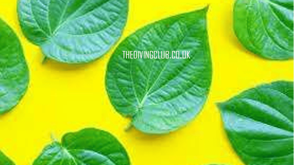 thedivingclub.co.uk