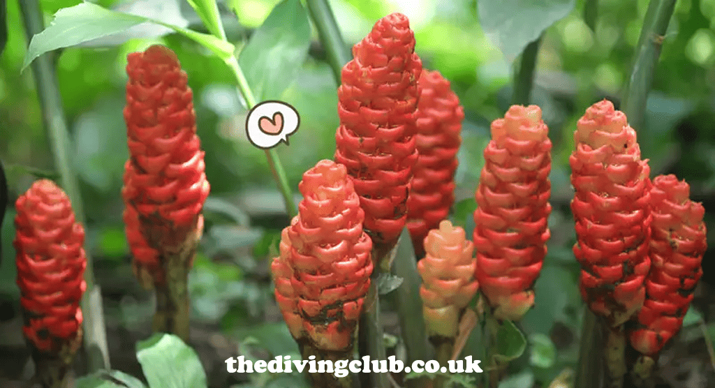 thedivingclub.co