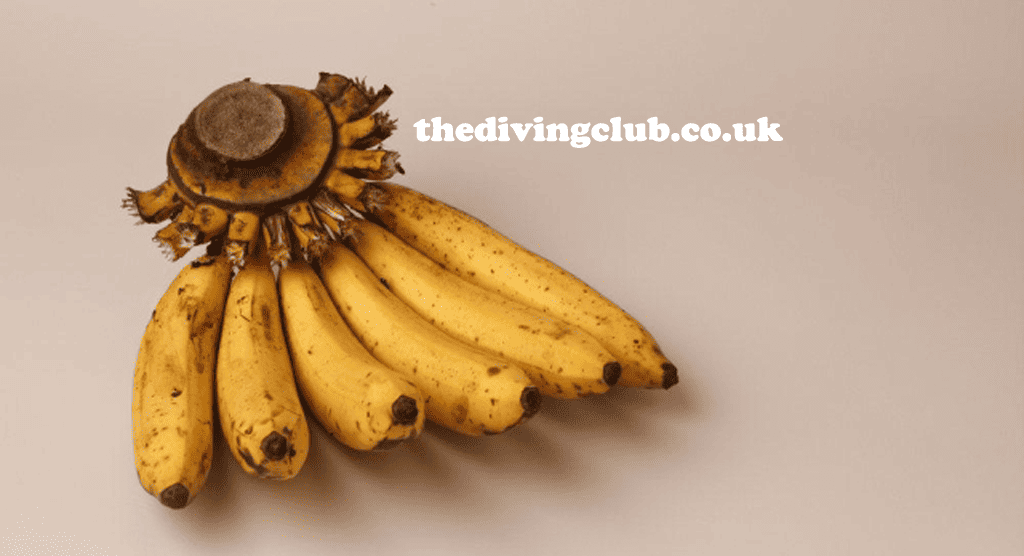 thedivingclub.co
