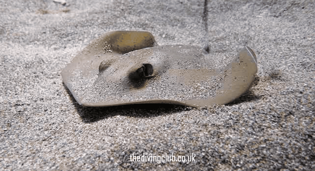 thedivingclub.co
