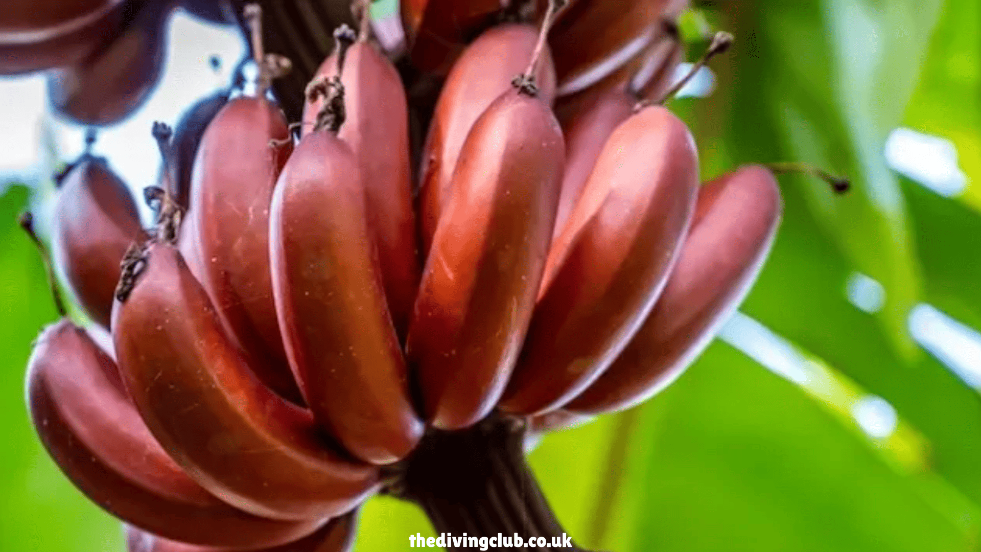 thedivingclub.co.uk (1)